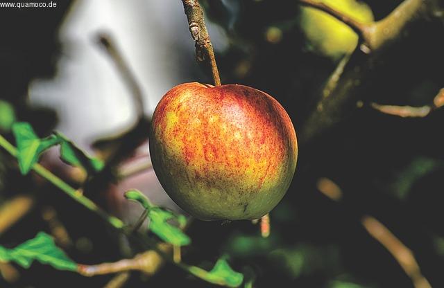 Mandarinen: Ein kurzer Überblick